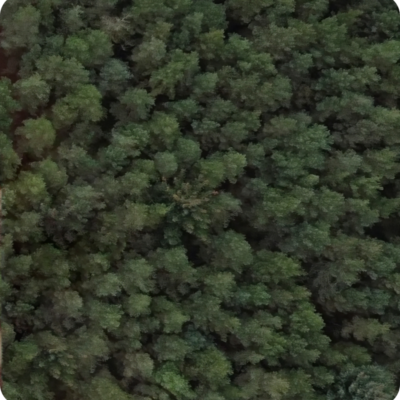 Aerial view of trees. Webmart - sustainable direct mail marketing agency