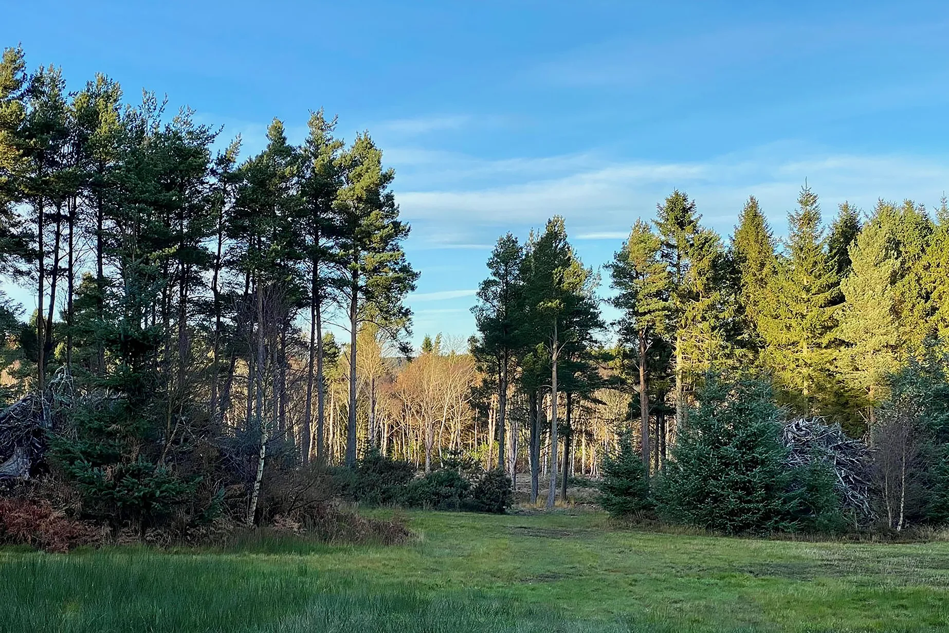 Tall trees on a sunny day at the Oxygen Farm in Scotland