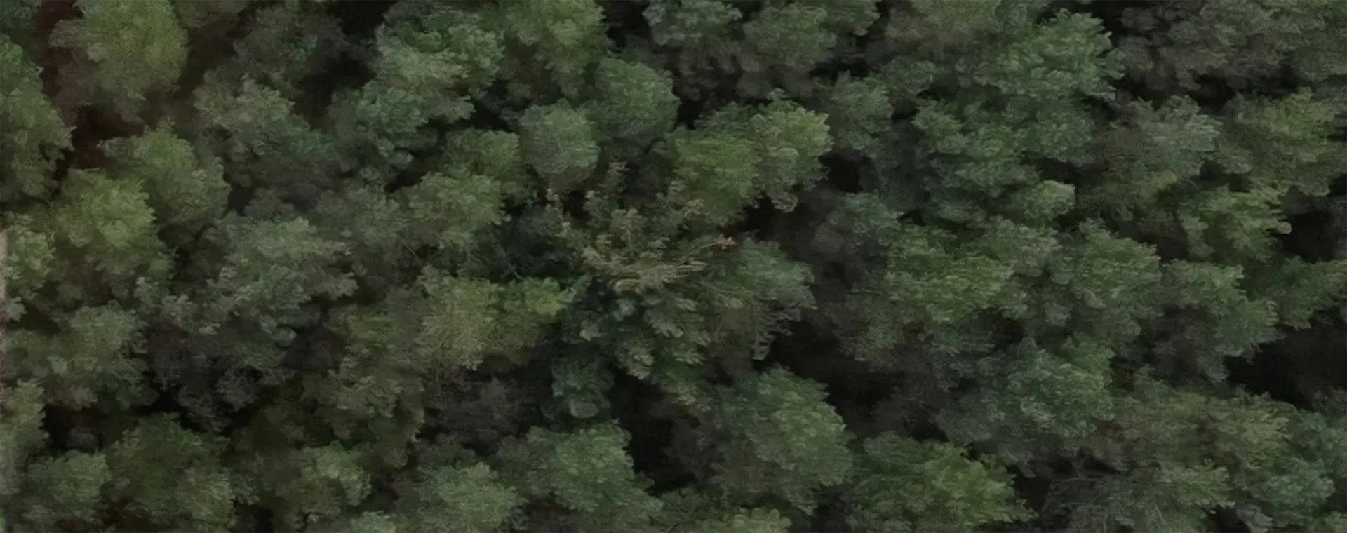 Aerial shot of trees at Webmart's Oxygen Farm in Scotland