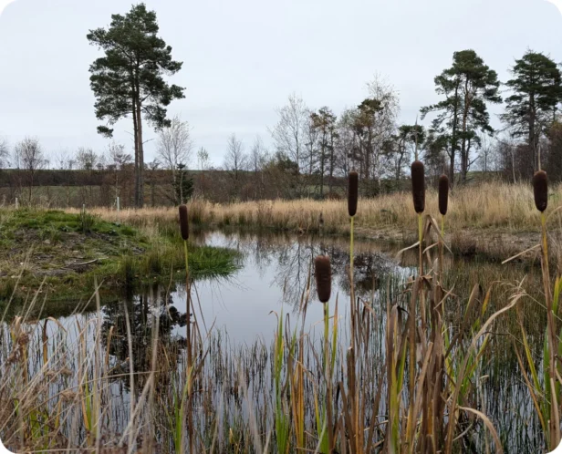 Webmart's Oxygen Farm image of wetlands in the moorland