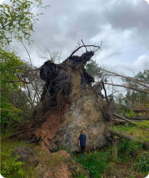 Webmart's Oxygen Farm - girl in front of unrouted fallen tree in forrest.