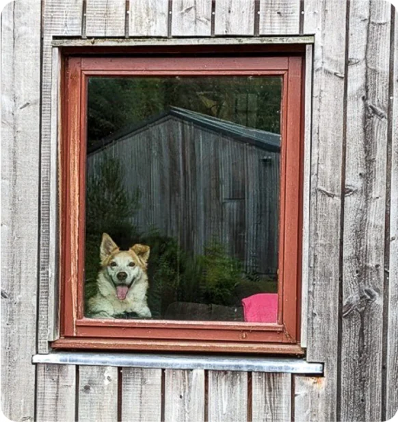 Webmart's Oxygen Farm case study - dog in window of Webmart's Oxygen Farm AirBnb