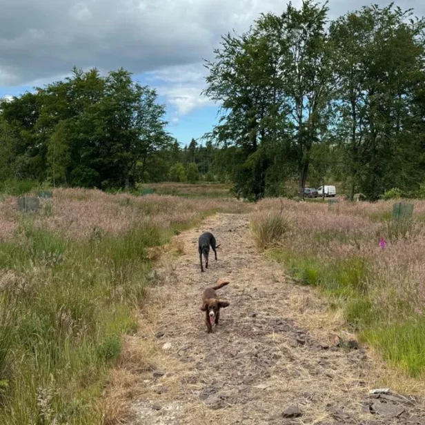 two dogs along a path at Webmart's Oxygen Farm in Scotland