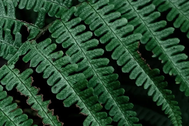 Green fern leaf close up from Webmart's Oxygen Farm in Scotland.